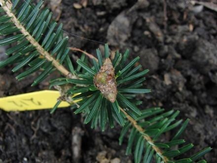 Abies densa – Himalaya-alpine zilverspar