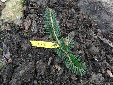 Abies densa – Himalaya-alpine zilverspar