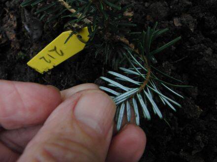 Abies densa – Himalaya-alpine zilverspar