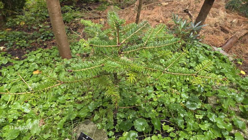 Abies densa – Himalaya-alpine zilverspar