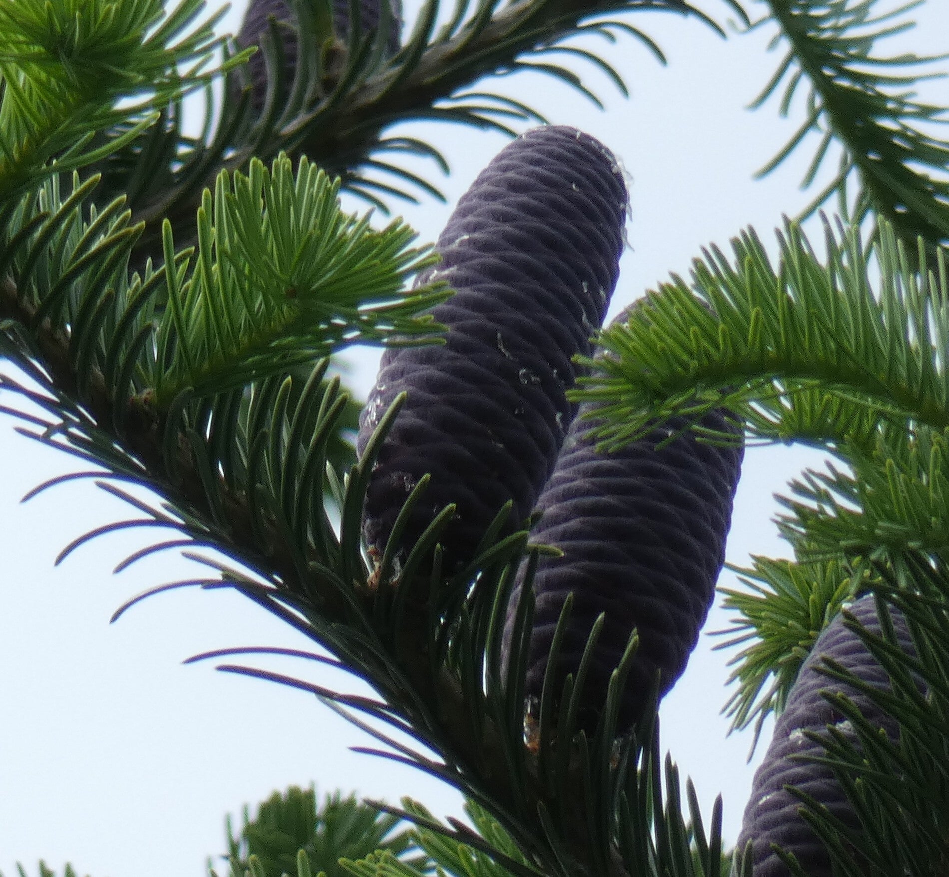 Abies durangensis – Rode Durango-spar