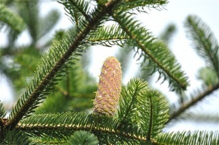 Abies equi-trojani – Turkse zilverspar 