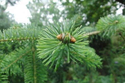Abies equi-trojani – Turkse zilverspar 