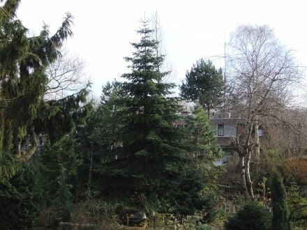 Abies equi-trojani – Turkse zilverspar 