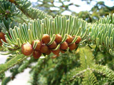 Abies equi-trojani – Turkse zilverspar 