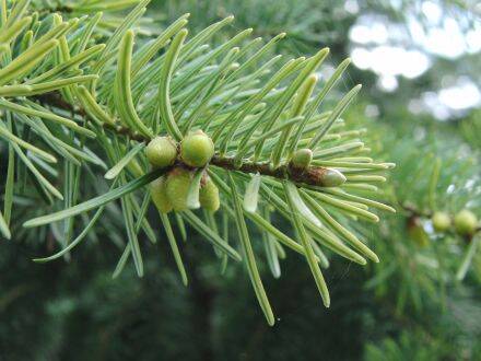 Abies equi-trojani – Turkse zilverspar 