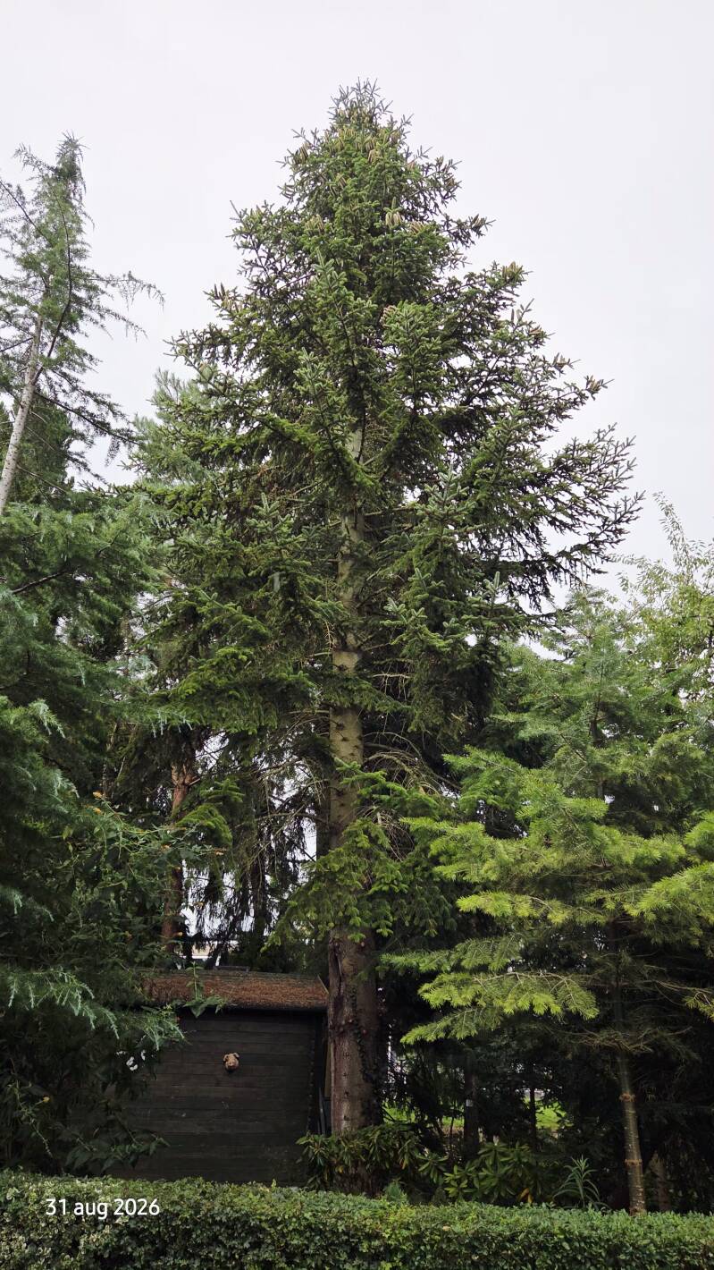 Abies equi-trojani – Turkse zilverspar