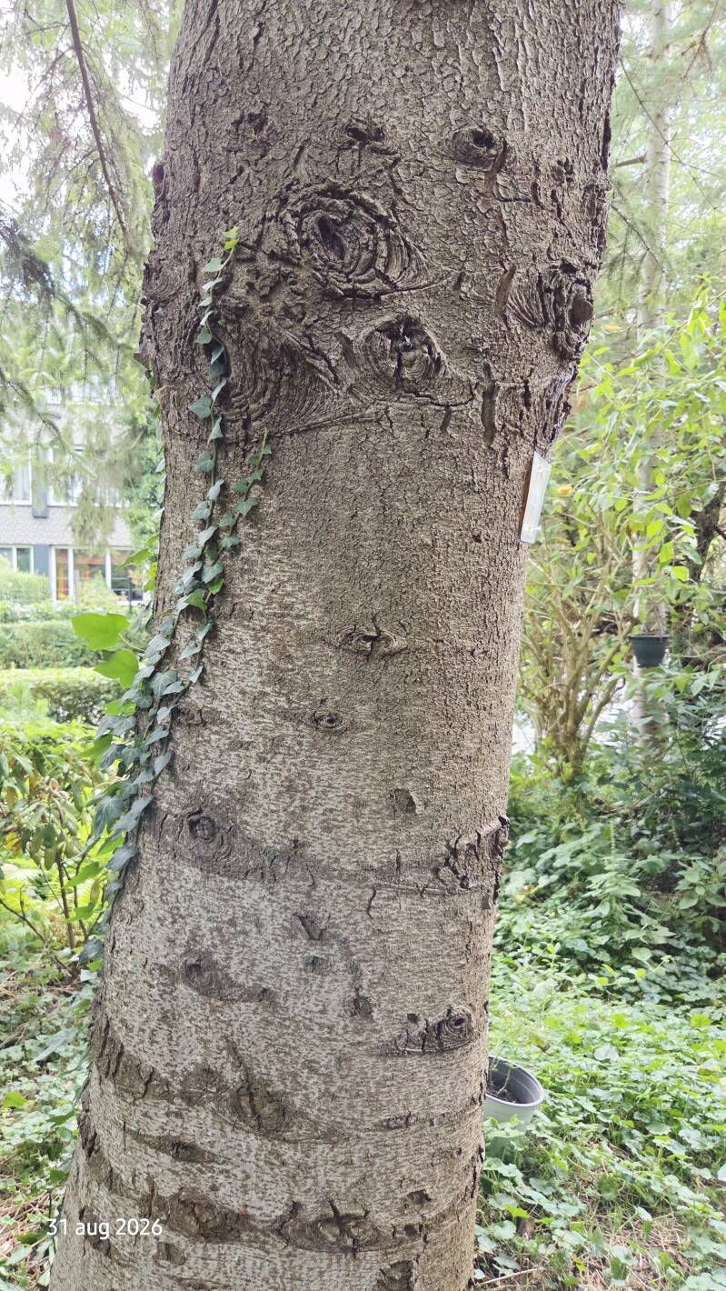 Abies equi-trojani – Turkse zilverspar