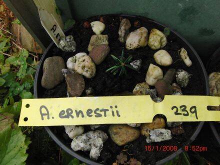 Abies ernestii – Ernests zilverspar
