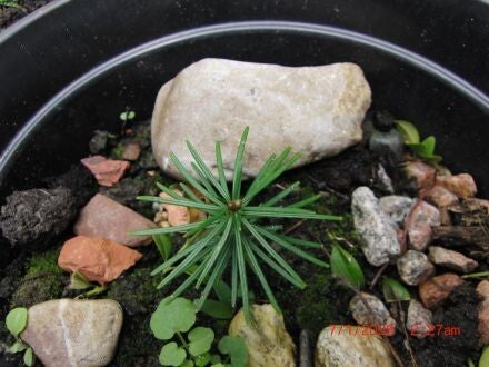 Abies fabri – Fabers zilverspar 