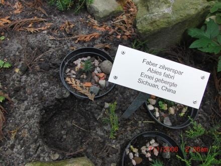 Abies fabri – Fabers zilverspar 