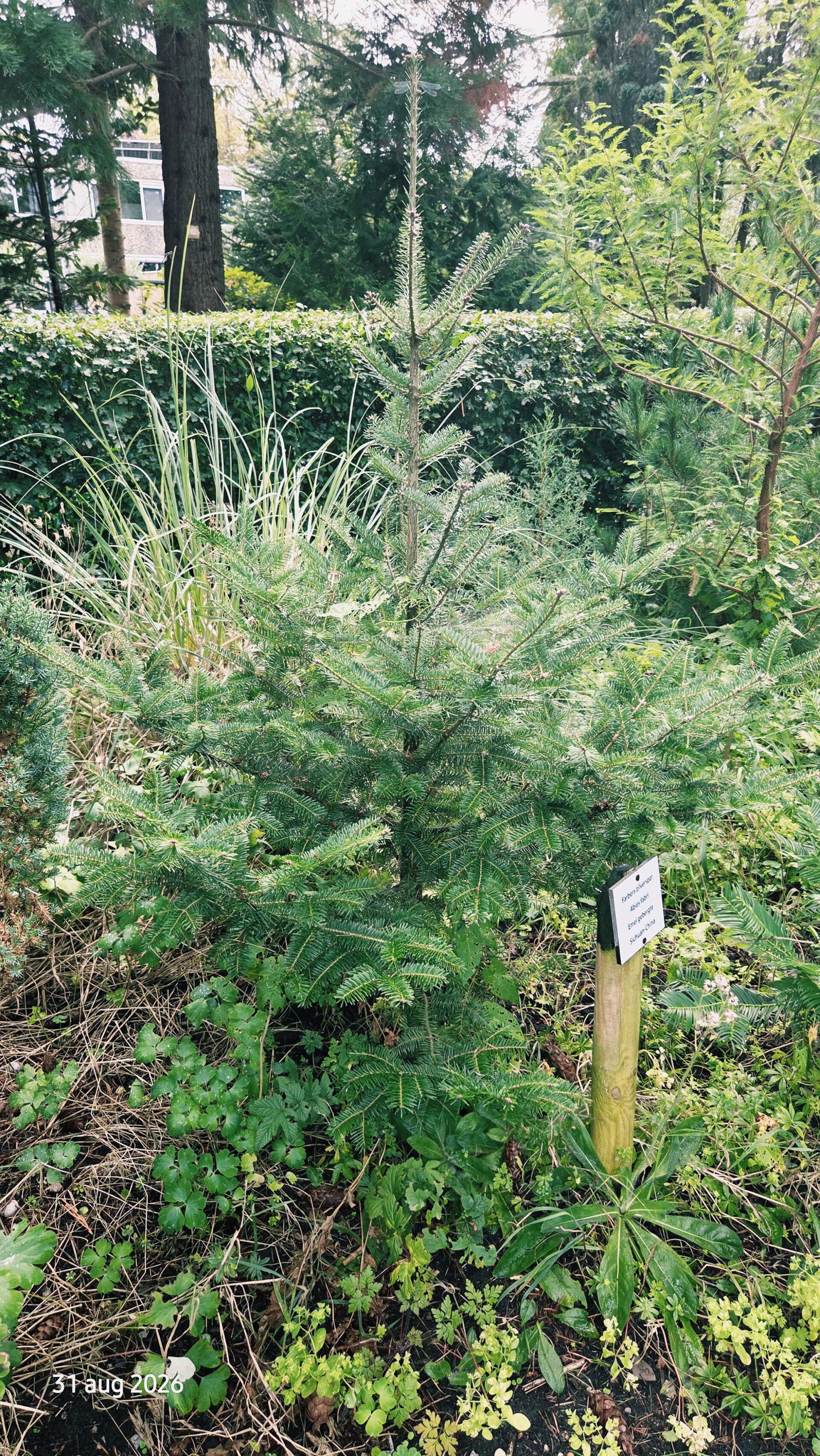 Abies fabri – Fabers zilverspar