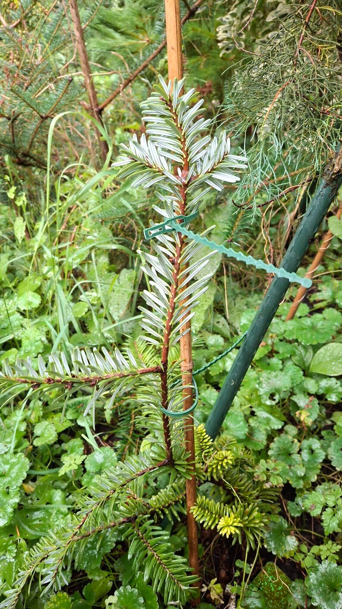 Abies fanjingshanensis – Fanjing-bergzilverspar