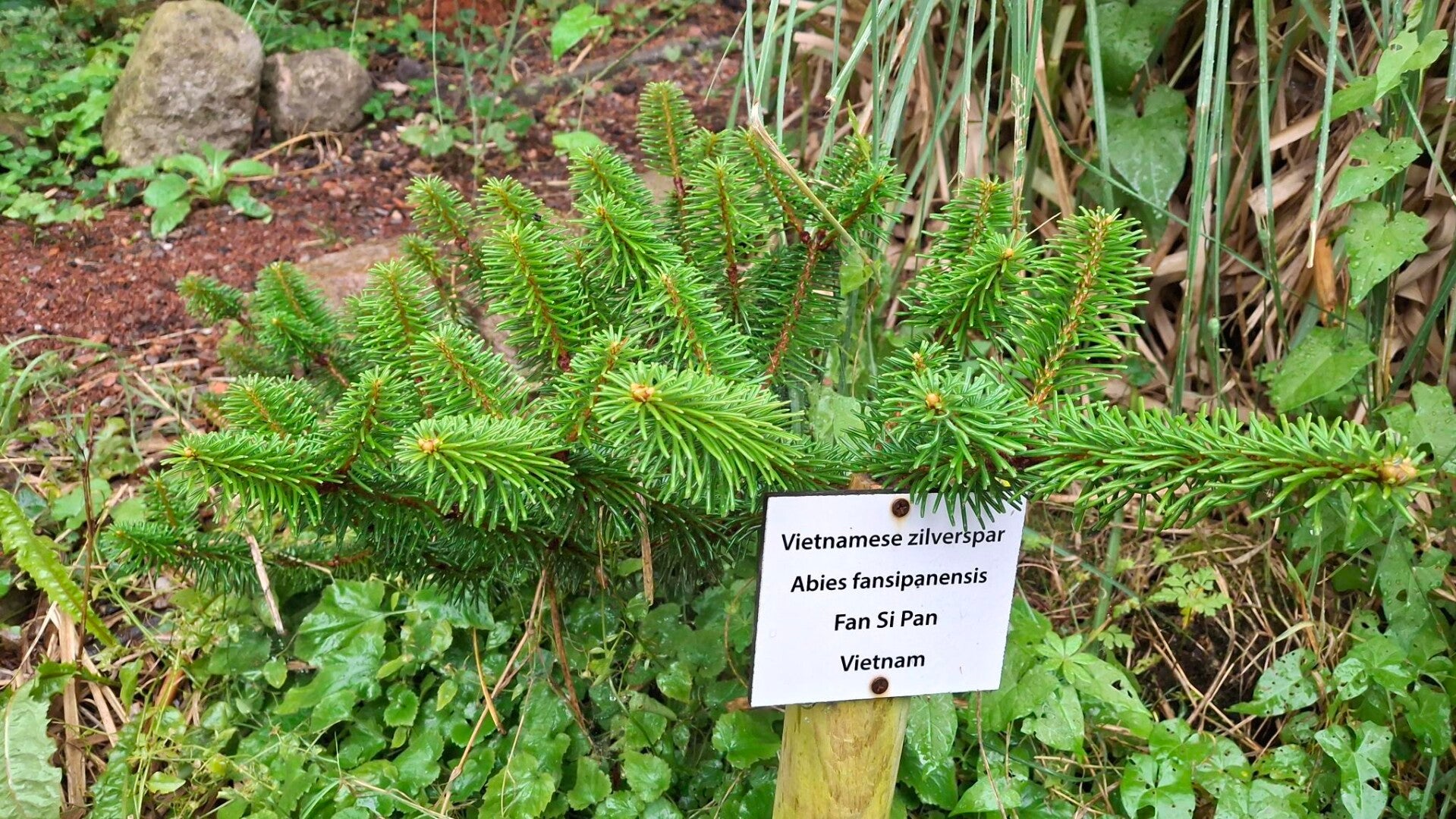 Abies fansipanensis – Vietnamese zilverspar