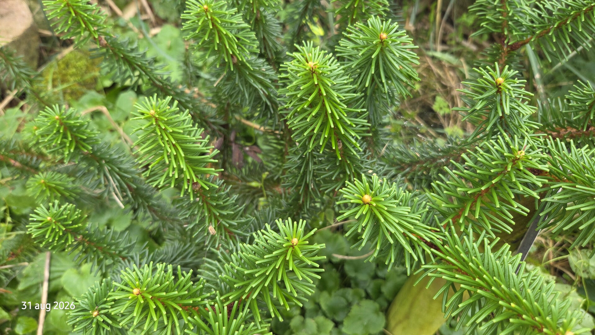 Abies fansipanensis – Vietnamese zilverspar