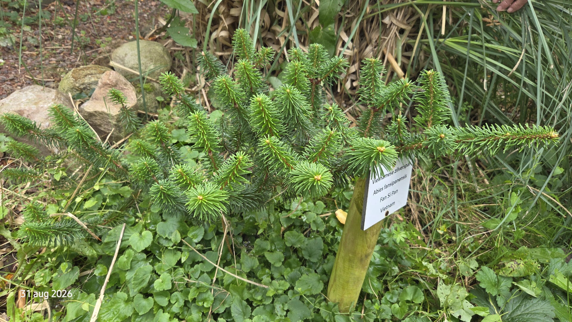 Abies fansipanensis – Vietnamese zilverspar