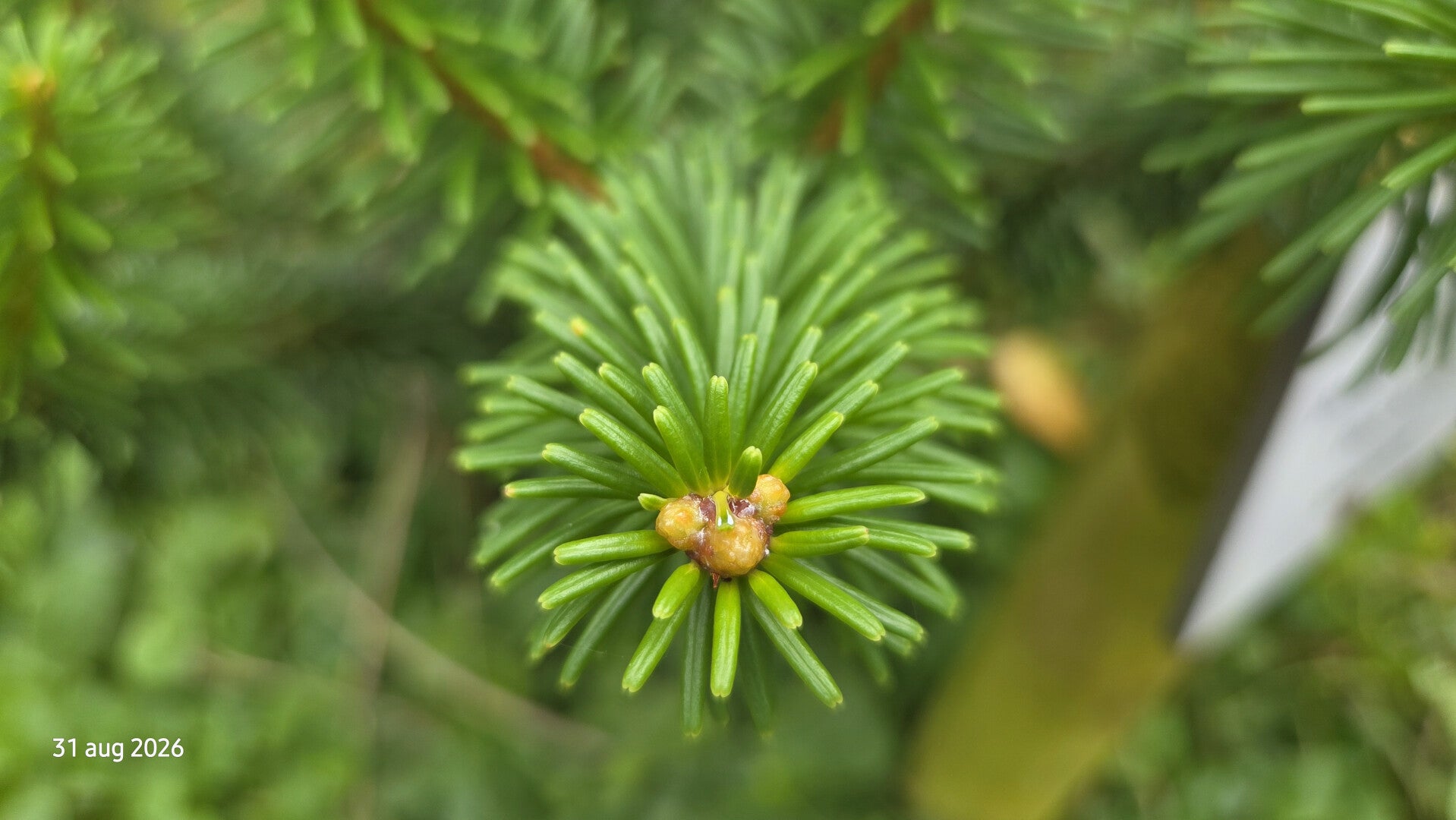 Abies fansipanensis – Vietnamese zilverspar