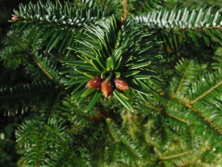 Abies fargesii – Farges-zilverspar