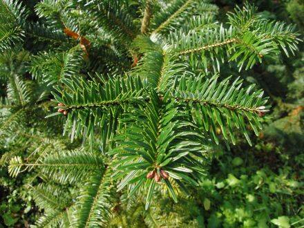 Abies fargesii – Farges-zilverspar