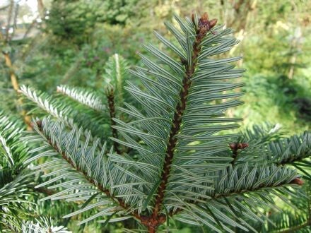 Abies fargesii – Farges-zilverspar
