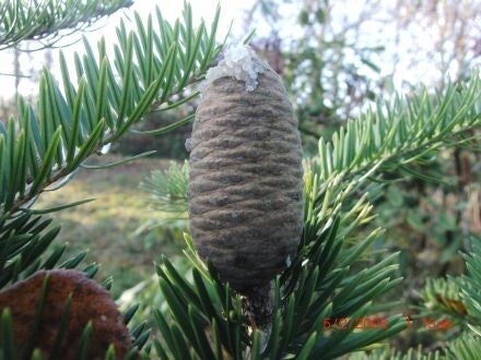 Abies fargesii – Farges-zilverspar