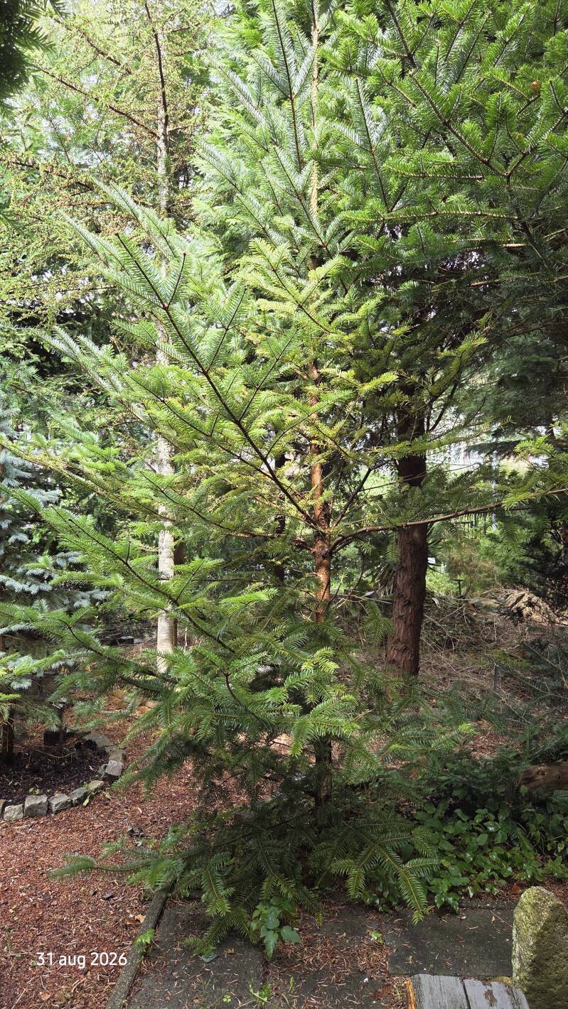 Abies fargesii – Farges-zilverspar