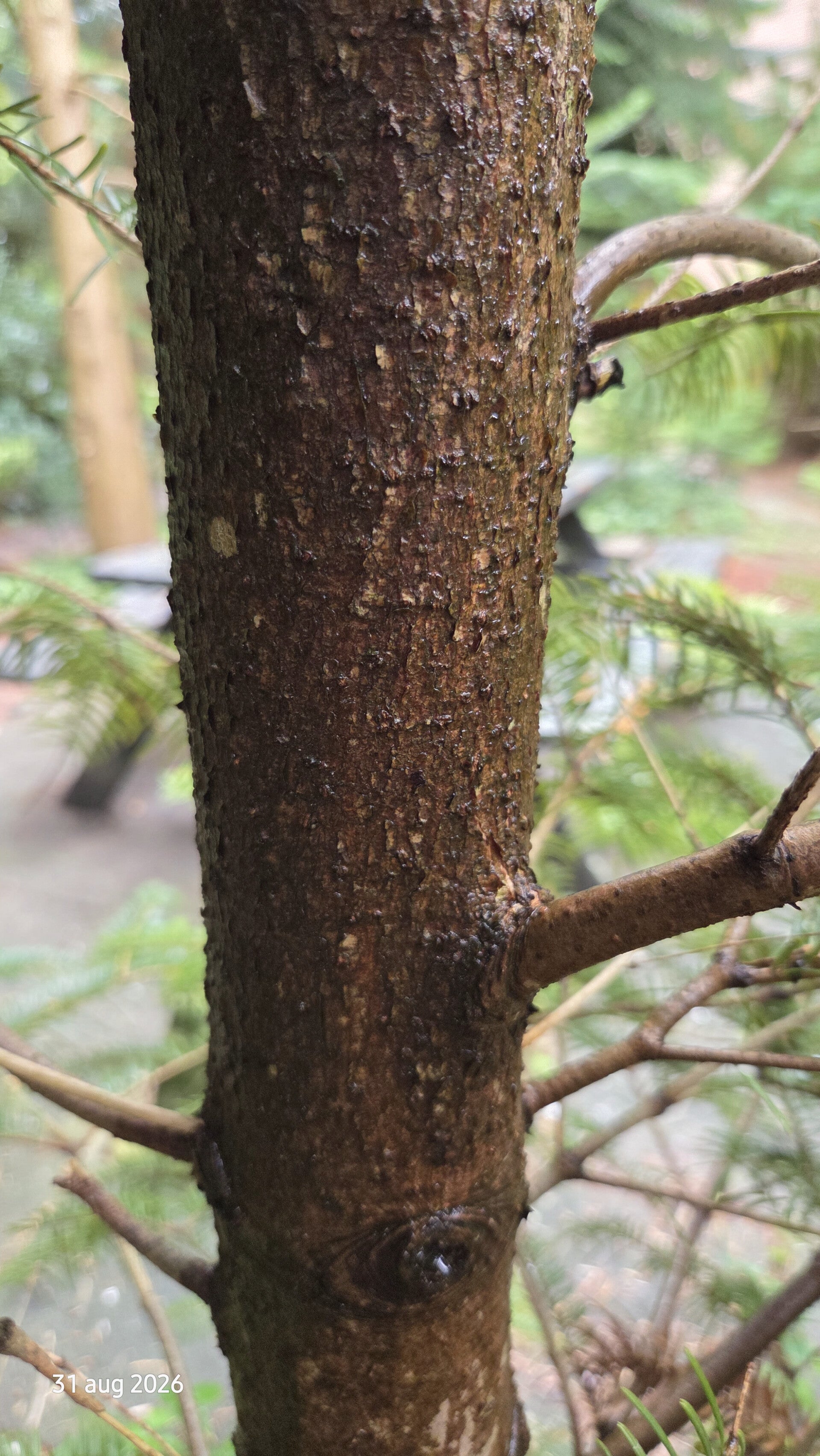 Abies fargesii – Farges-zilverspar