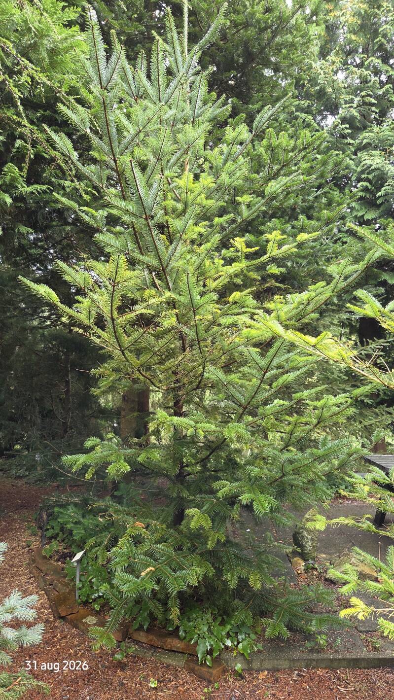 Abies fargesii – Farges-zilverspar