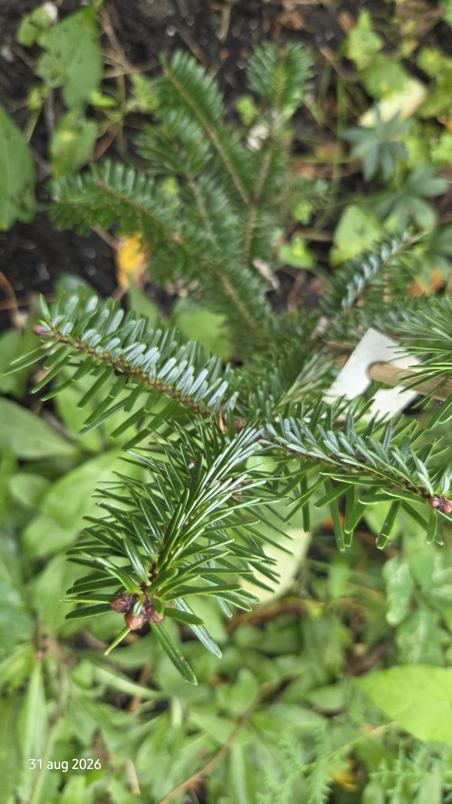Abies fargesii – Farges-zilverspar
