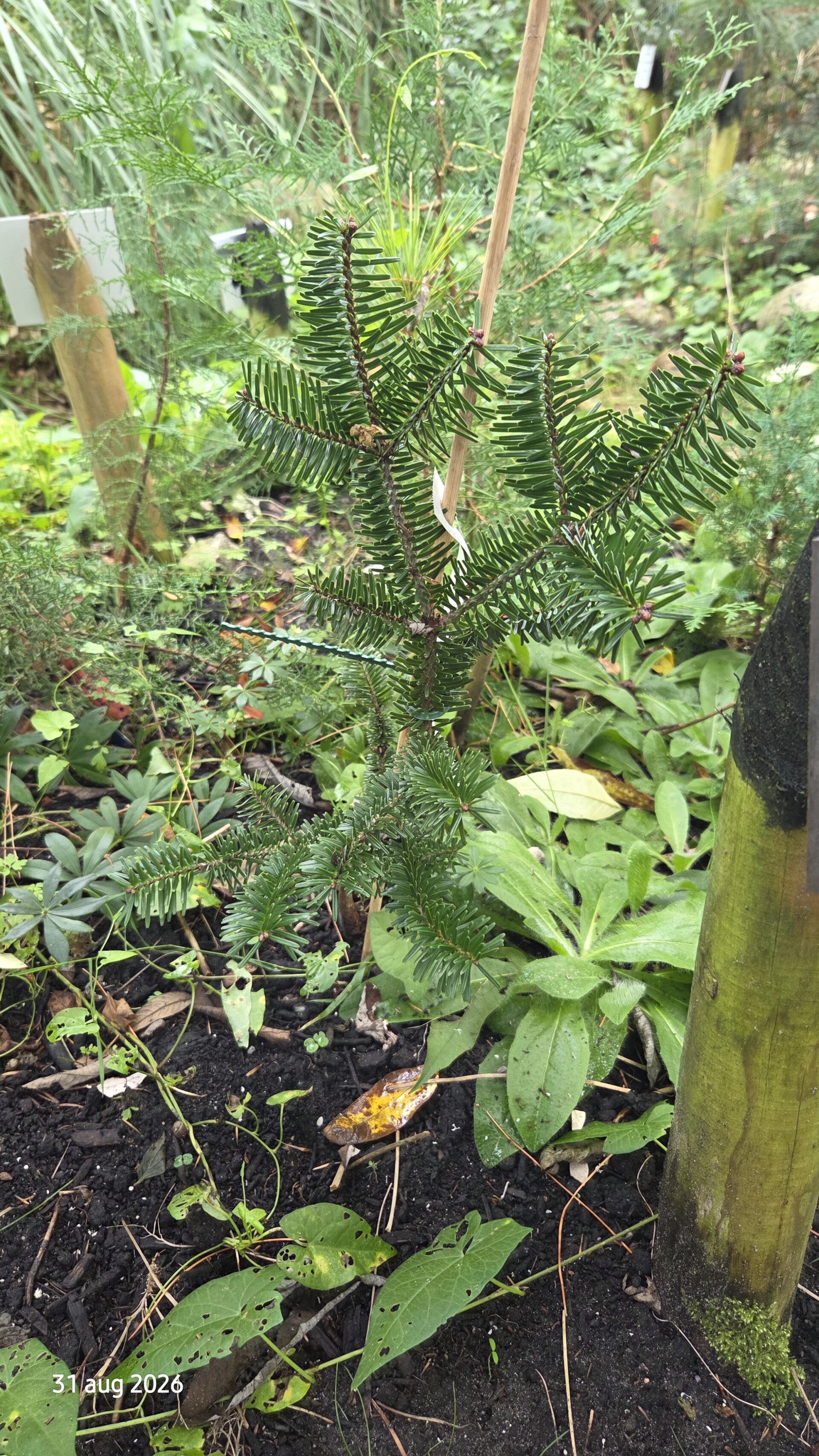 Abies fargesii – Farges-zilverspar