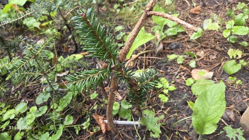 Abies ferreana