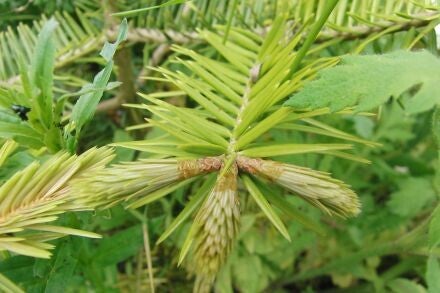 Abies firma – Momi-zilverspar