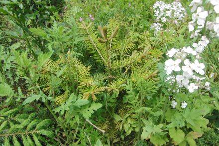 Abies firma – Momi-zilverspar