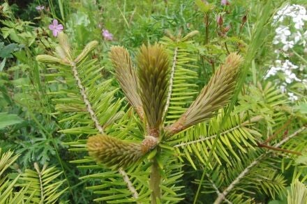 Abies firma – Momi-zilverspar