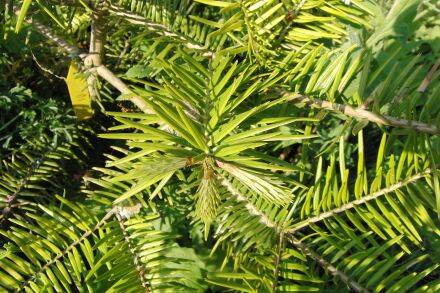 Abies firma – Momi-zilverspar