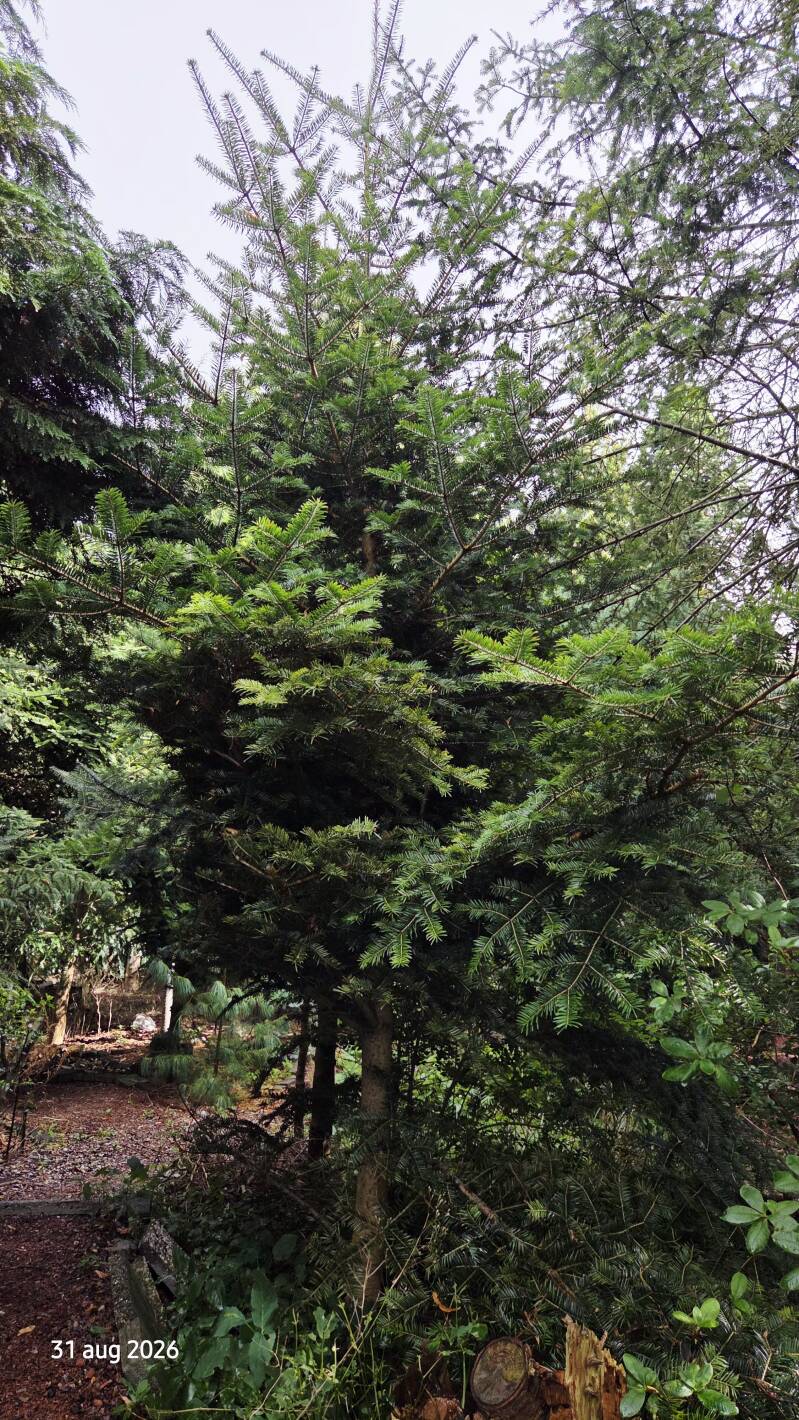 Abies firma – Momi-zilverspar