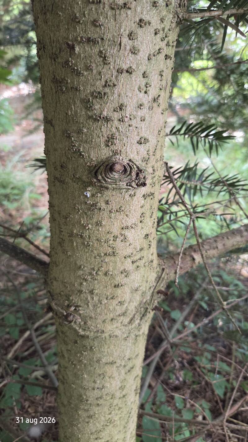 Abies firma – Momi-zilverspar