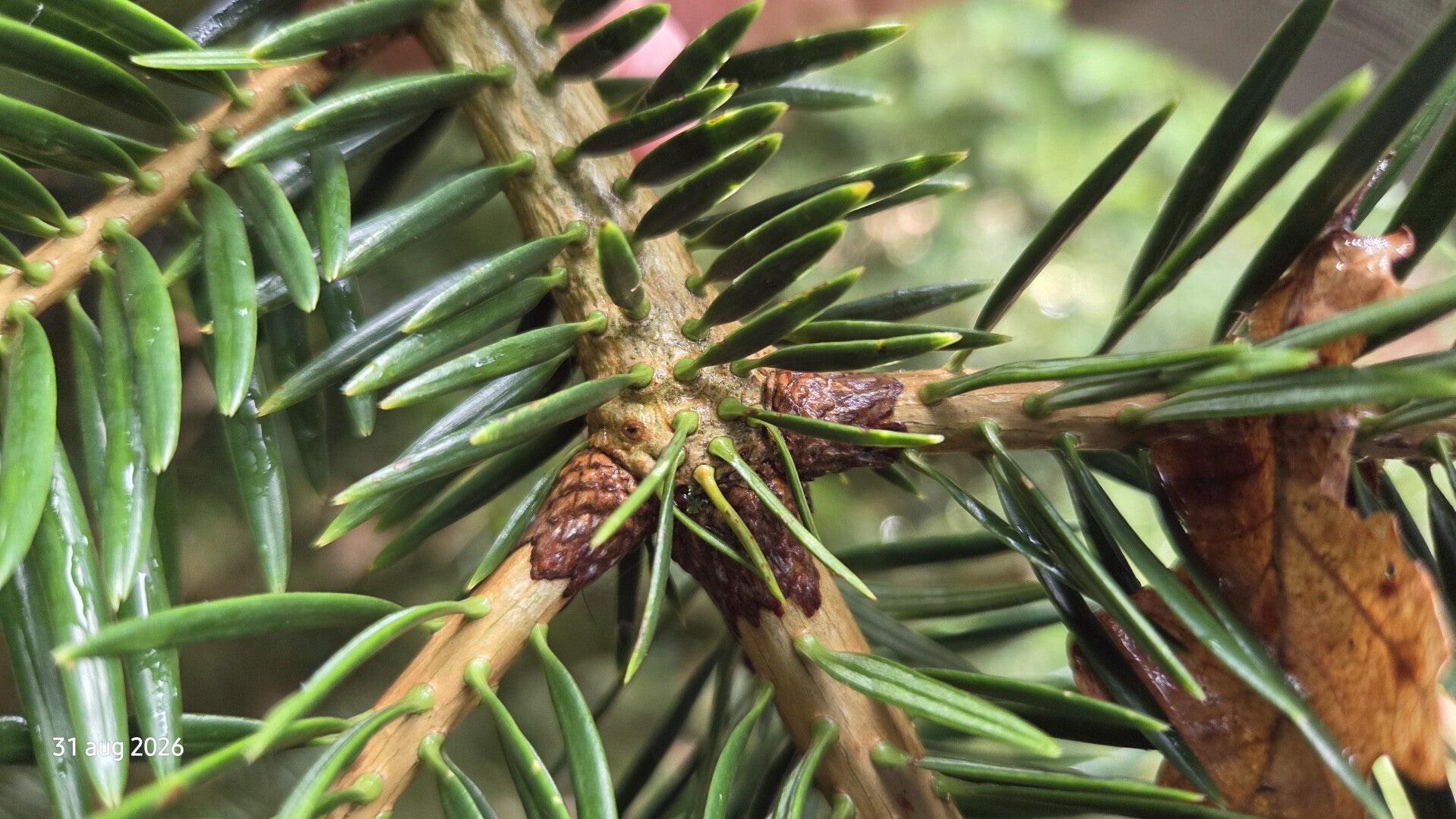 Abies firma – Momi-zilverspar