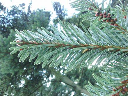 Abies forrestii – Forrests zilverspar