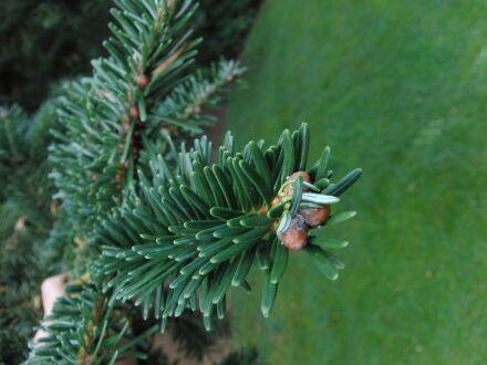 Abies forrestii – Forrests zilverspar