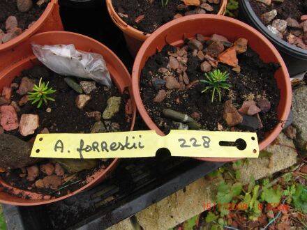 Abies forrestii – Forrests zilverspar