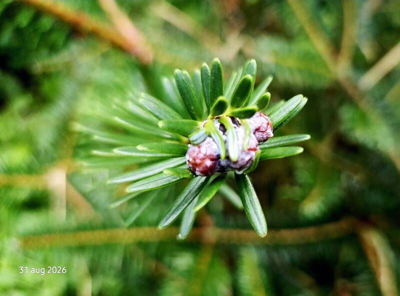 Abies forrestii – Forrests zilverspar