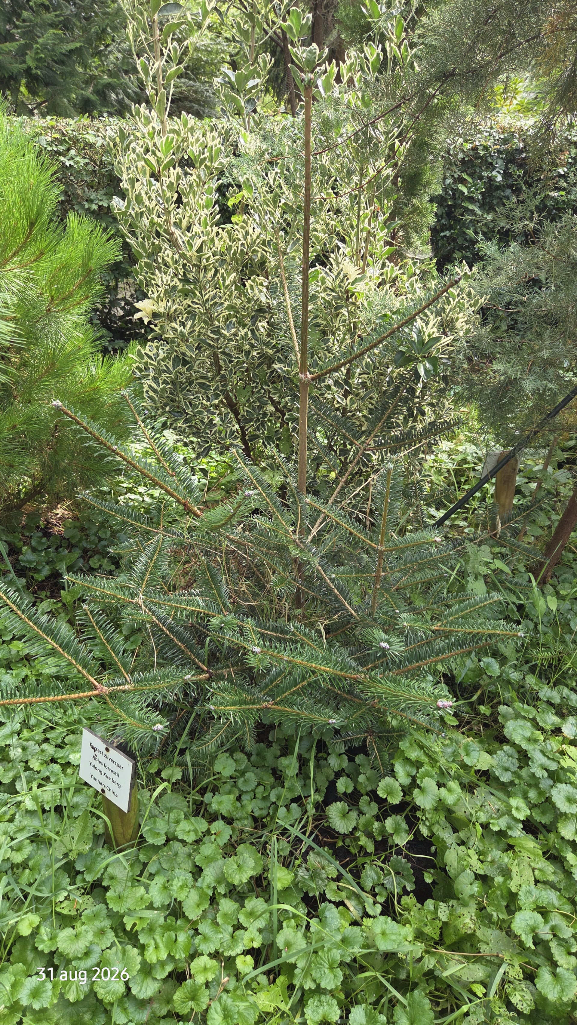 Abies forrestii – Forrests zilverspar