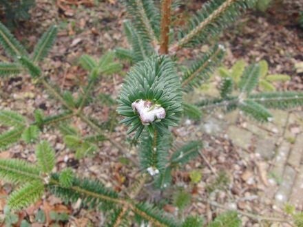 Abies forrestii var. georgei – Georg Delavays zilverspar
