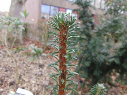 Abies forrestii var. georgei – Georg Delavays zilverspar