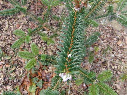 Abies forrestii var. georgei – Georg Delavays zilverspar