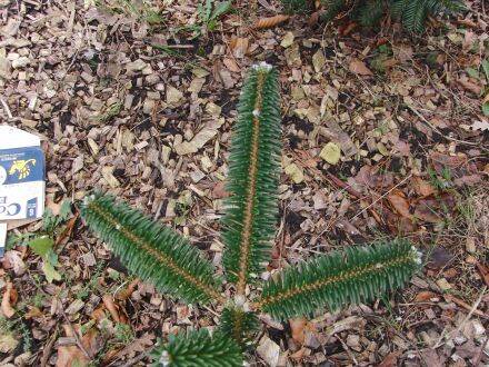 Abies forrestii var. georgei – Georg Delavays zilverspar