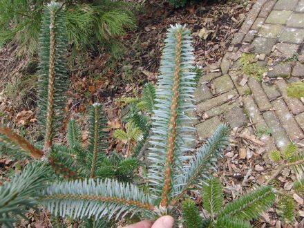 Abies forrestii var. georgei – Georg Delavays zilverspar