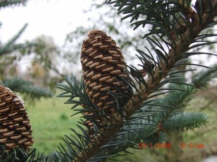 Abies fraseri – Frasers zilverspar