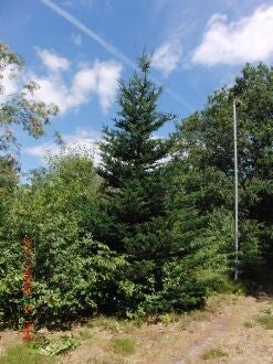 Abies fraseri – Frasers zilverspar